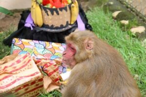 COMEMORAÇÃO: Macaquinho do Zoobotânico completa 31 anos