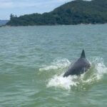 Golfinhos são avistados em praia de Tijucas e surpreendem moradores