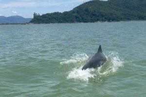 Golfinhos são avistados em praia de Tijucas e surpreendem moradores