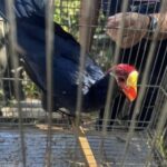 Operações de fiscalização apreendem mais de 230 animais silvestres em SC