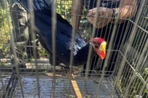 Operações de fiscalização apreendem mais de 230 animais silvestres em SC