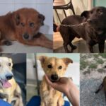 ONG Vidaa de Brusque enfrenta dificuldades para encontrar lares temporários e arrecadar recursos