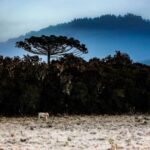 Inverno 2025: Previsão indica frio intenso, geadas e nevoeiros em SC