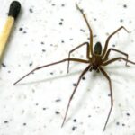 Secretaria da Saúde alerta sobre cuidados com picadas de aranha-marrom