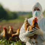 Brasil se declara livre da gripe aviária após cumprir exigências sanitárias