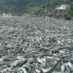 VÍDEO: Milhares de tainhas cobrem faixa de areia durante pesca histórica na Grande Florianópolis