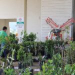 Feirão de Mudas Frutíferas e Ornamentais acontece no próximo mês em Guabiruba