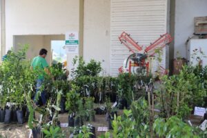 Feirão de Mudas Frutíferas e Ornamentais acontece no próximo mês em Guabiruba