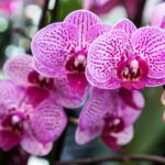 Orquídeas morrendo no inverno? Aprenda como cuidar delas e mantê-las floridas