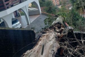 Após fortes ventos, árvores caem sobre casas em bairros de Blumenau