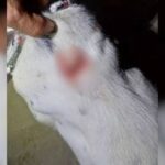 Homem é preso após esfaquear o próprio cachorro em Jaraguá do Sul
