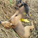 Cachorro é resgatado de armadilha em Gaspar (SC)