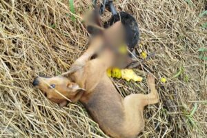 Prefeitura de Gaspar repudia instalação de armadilhas para caça no município