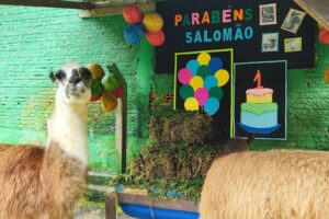 Salomão, a lhama do Zoobotânico, comemora primeiro ano com festa especial