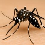SC registra mais de 51 mil focos do mosquito Aedes aegypti