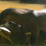 Câmera escondida flagra animais silvestres na Estação Experimental da Epagri em Itajaí 