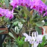 Guabiruba receberá Exposição de Orquídeas com entrada solidária