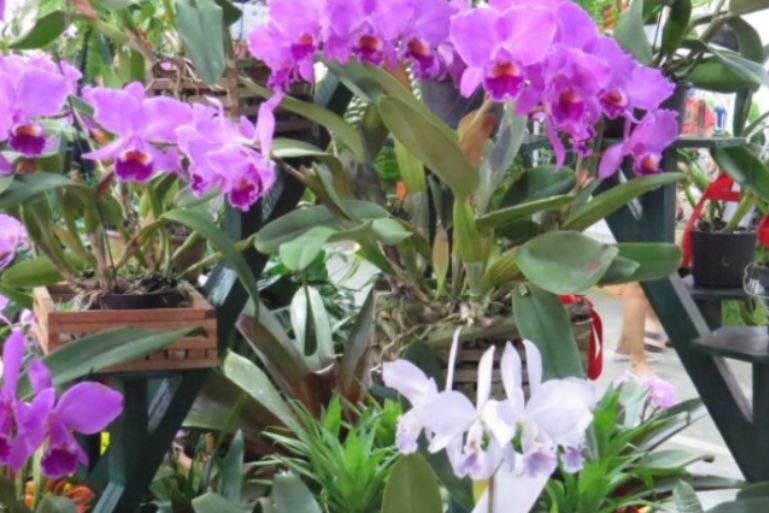 Guabiruba receberá Exposição de Orquídeas com entrada solidária