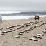 Pinguins mortos em Florianópolis levantam suspeitas de causas ambientais