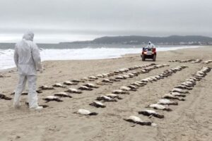 Pinguins mortos em Florianópolis levantam suspeitas de causas ambientais