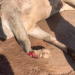 Veículo atinge animal solto na SC-410 e motorista deixa local sem esperar PM