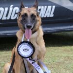 Cão policial Vegas se aposenta na Polícia Penal de Santa Catarina e busca um novo lar
