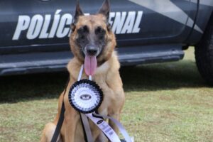 Cão policial Vegas se aposenta na Polícia Penal de Santa Catarina e busca um novo lar
