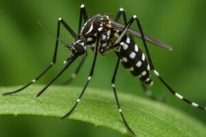 Vírus da chikungunya afeta crianças e adolescentes e deixa sequelas
