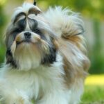 Descaso fatal: três cães morrem de calor em veículo de petshop em SP