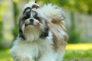 Descaso fatal: três cães morrem de calor em veículo de petshop em SP