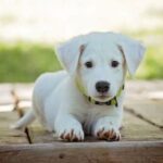 Diretoria de Bem-Estar Animal de Brusque divulga novo número de contato