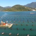 Agronegócio de Santa Catarina bate recordes e reforça protagonismo nacional