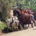 Após investigação, participantes de cavalgada em Brusque são responsabilizados por maus-tratos