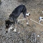 Polícia Civil detém homem por maus-tratos a animais em Brusque