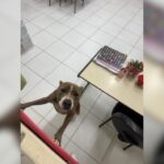 Pitbull entra em escola em SC e ataca duas pessoas; aluno é levado ao hospital Pitbull entra em escola em SC e ataca duas pessoas; aluno é levado ao hospital