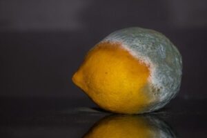 Cortar o mofo da fruta e comer o resto faz mal? Veja o que dizem os especialistas