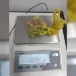Polícia Militar de Brusque aborda carro e apreende mais de 100 gramas de crack Polícia Militar de Brusque aborda carro e apreende mais de 100 gramas de crack