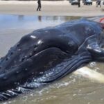 Baleia jubarte encalha em Jaguaruna e alerta sobre número recorde em 2025