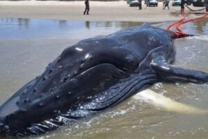 Baleia jubarte encalha em Jaguaruna e alerta sobre número recorde em 2025