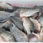 Proposta do Governo Federal pode afetar produção de tilápia e outras espécies, diz secretaria estadual Proposta do Governo Federal pode afetar produção de tilápia e outras espécies, diz secretaria estadual