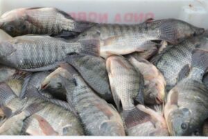 Proposta do Governo Federal pode afetar produção de tilápia e outras espécies, diz secretaria estadual