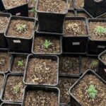 Estufa com quase 70 pés de maconha é descoberta após denúncia em Balneário Camboriú