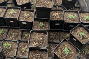 Estufa com quase 70 pés de maconha é descoberta após denúncia em Balneário Camboriú