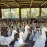 Família de Brusque intensifica produção de marrecos às vésperas das festas de outubro