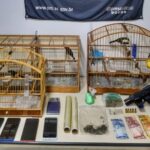 Polícia Militar apreende drogas, arma e animais silvestres durante operação em Blumenau