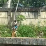 Leoa mata homem em parque zoobotânico no Brasil; vídeo do ataque circula nas redes