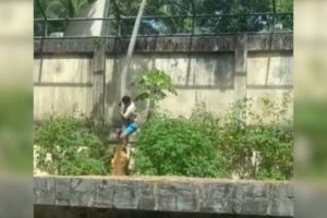 Leoa mata homem em parque zoobotânico no Brasil; vídeo do ataque circula nas redes