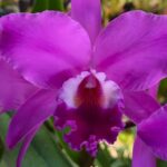 Exposição de Orquídeas acontece no fim de semana em Brusque