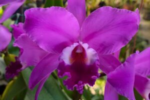 Exposição de Orquídeas acontece no fim de semana em Brusque