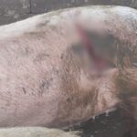 Polícia conclui investigação sobre caso de suínos mutilados no bairro Zantão